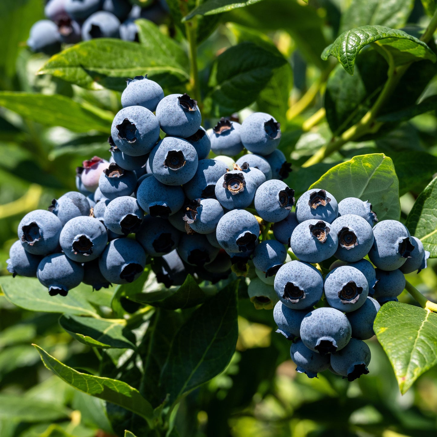 Blueberry Balsamic Vinegar