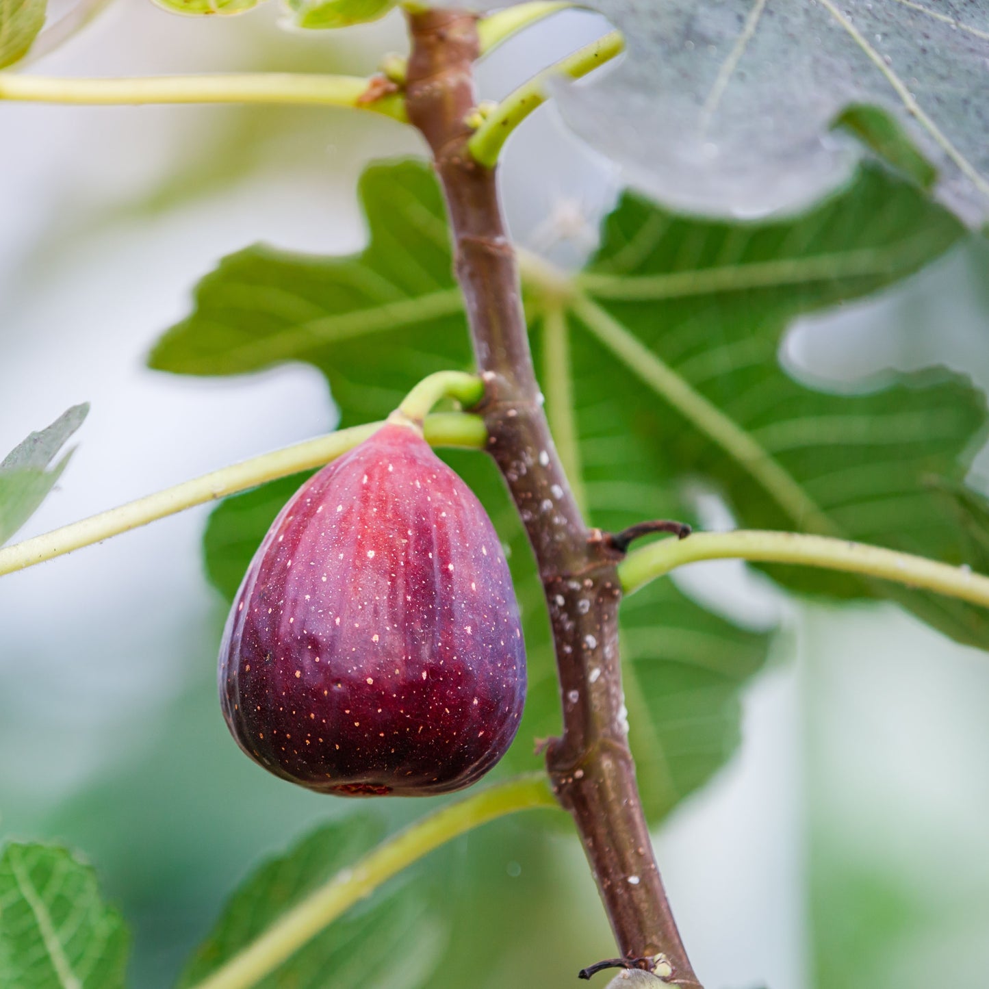 Fig Balsamic Vinegar