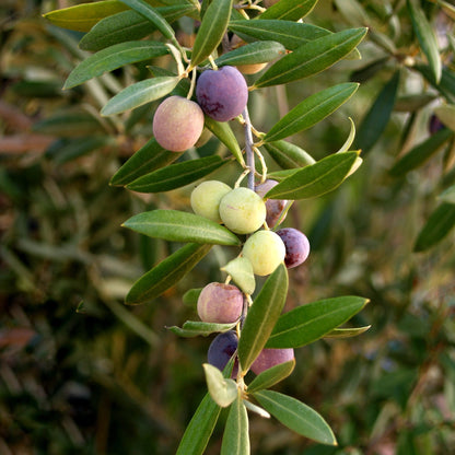 Arbequina (ar·ba·keena) Extra Virgin Olive Oil