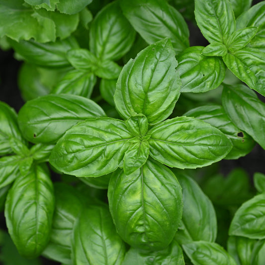 Basil Olive Oil